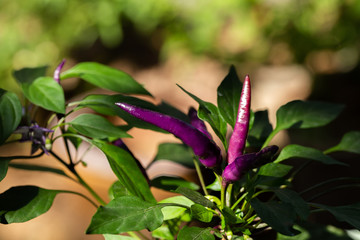Purple peppers vegetables
