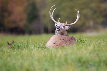 white tailed deer buck  in autumn