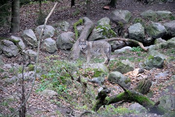 The gray wolf (Canis lupus) in Sweden
