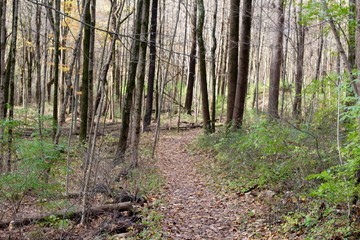 Obraz premium The autumn trail though the forest.