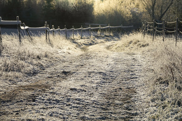 Frosty forest road a cold sunny day. Beautiful winter landscape.