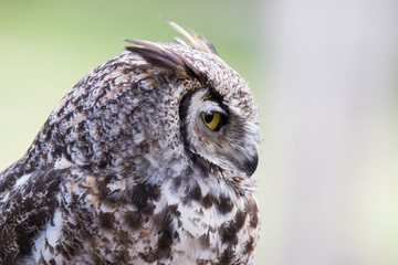 great horned owl portrait