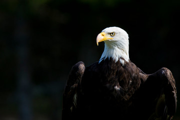 bald eagle portrait