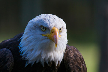 bald eagle portrait