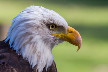 bald eagle portrait