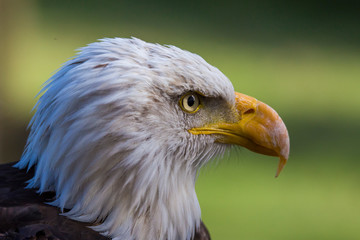 bald eagle portrait