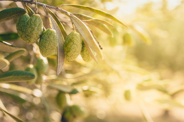 Olive branch on a blurred background of an olive grove - backdrop and copy space - bright sun flare