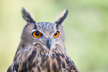 Eurasian eagle-owl (Bubo bubo) portrait