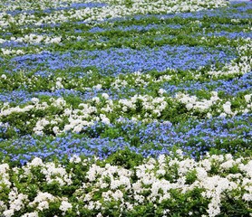 due fiori