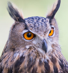 Eurasian eagle-owl (Bubo bubo) portrait