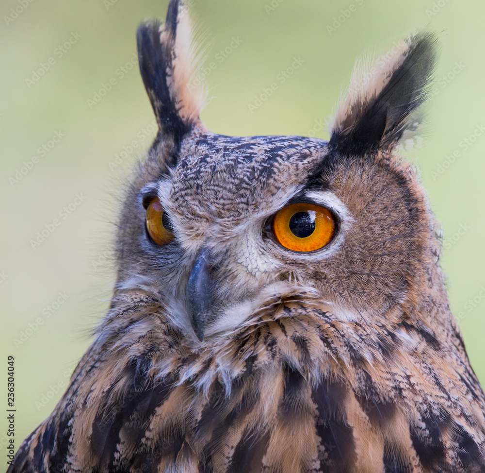 Poster Eurasian eagle-owl (Bubo bubo) portrait