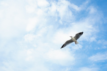 Fototapeta na wymiar Single seagull flying in a sky as a background at Bangpoo.