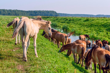 Herd of horses by the river. In the summer.