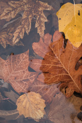 leaves in water autumn colors