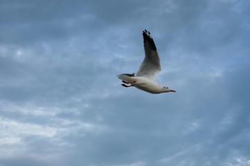 Single seagull flying in a sky as a background at Bangpoo.