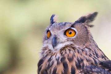 Eurasian eagle-owl (Bubo bubo) portrait