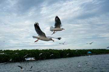 Fototapeta na wymiar The seagull flying in a sky as a background at Bangpoo.
