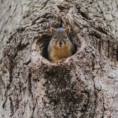 squirrel hiding in tree hole