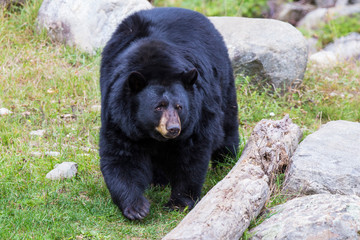 Huge male black bear in autumn