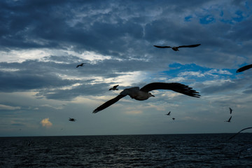 The seagull flying in a sky as a background at Bangpoo.