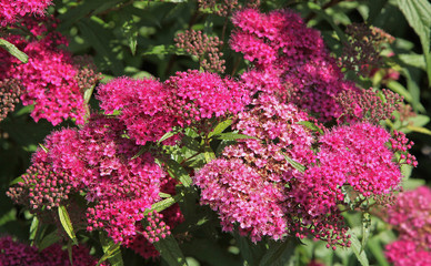 Spiraea anthony waterer