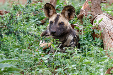 Wild Dog resting - Zimanga Game Reserve - South Africa