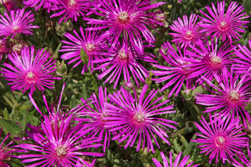 Lampranthus roseus