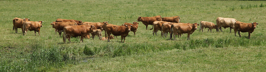Troupeau de vaches limousines