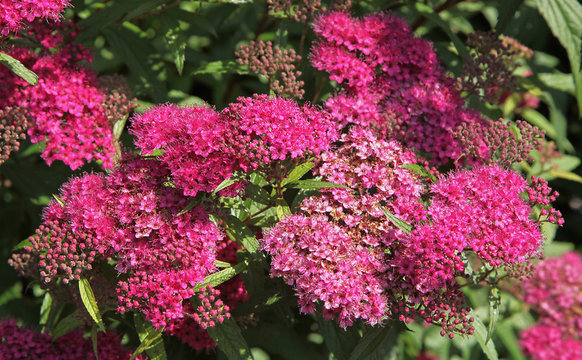 Spiraea Anthony Waterer