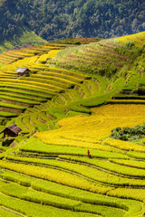 Green Rice fields on Terraced in Muchangchai, Vietnam Rice fields prepare the harvest at Northwest