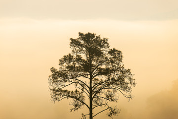 Pinus mugo - It is also known as creeping pine, dwarf mountain pine