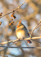 female cardinal bird on branch