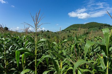Corn farm on hill with blue sky and sunset background