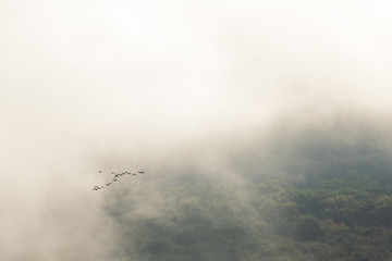 geese migrating abstract simple
