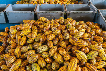 Cocoa beans and cocoa pod on a wooden surface.