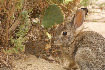 Desert Cottontail