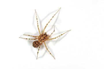 Draufsicht Speispinne (Scytodes thoracica).
