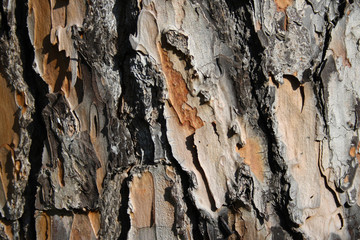 Detail of secular tree bark. The perfect light highlights all the details of the texture.