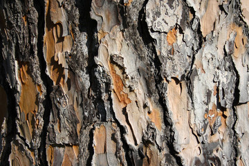 Detail of secular tree bark. The perfect light highlights all the details of the texture.