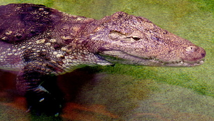 A dangerous crocodile hunting antelopes