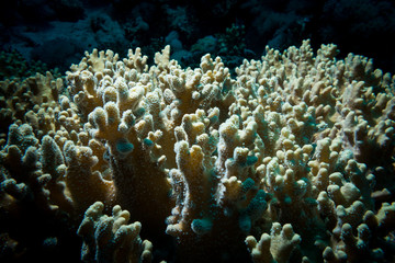 Naklejka na ściany i meble Beautifull corals at reef