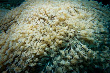 Beautifull corals at reef