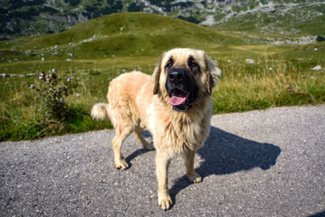 Shepherd dog in the Durmitor Mountains in Montenegro.