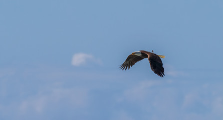 flying eagle with tail of fish flipping in the air