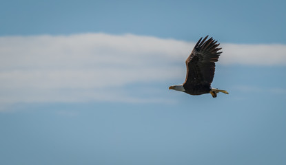 Fototapeta na wymiar flying eagle with eel fish in claws