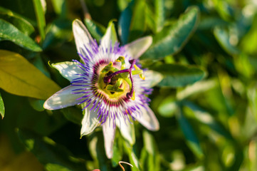 passion flower Passiflora caerulea Passionflower against green garden background