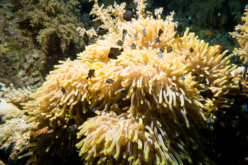 Clownfish living in their sea anemone