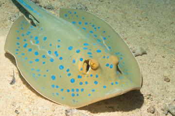 Bluespotted stingray hunting