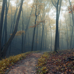 fog in the forest moody dark