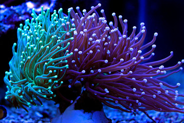 Euphyllia torch colorful LPS coral in Reef aquarium